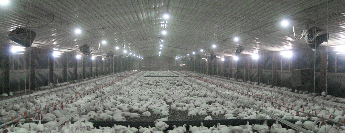 Aura - Dim-to-Blue Technology - Productivity for poultry companies